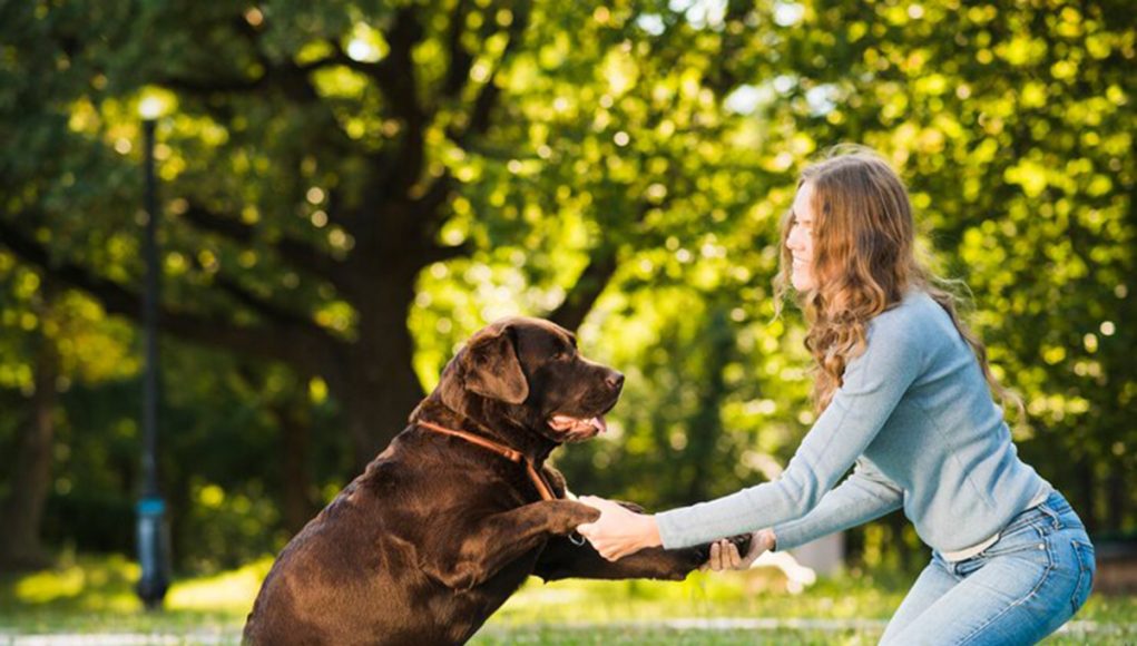 relation harmonieuse avec votre chien