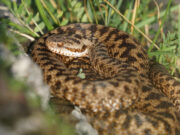 Morsure de vipères : Attention si vous habitez ces régions Morsure de vipères : Attention si vous habitez ces régions