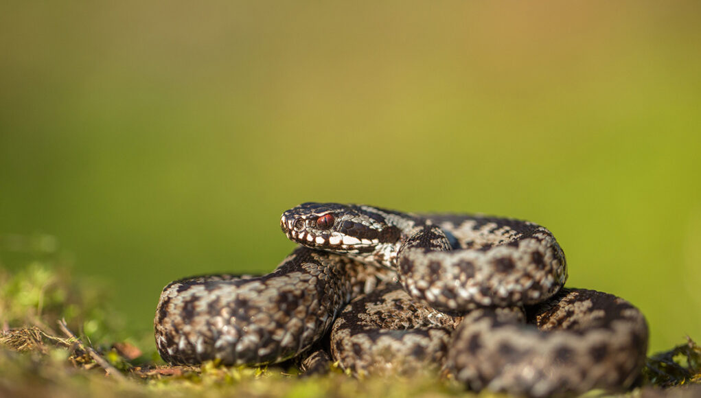 espèces de serpents venimeuses en France
