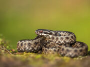 Quelles sont les espèces de serpents venimeuses en France ? (avec photo) espèces de serpents venimeuses en France