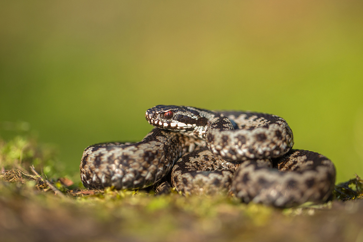 espèces de serpents venimeuses en France