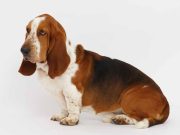 Le Basset Hound : le caractère et l’alimentation de la race race de chien Basset Hound