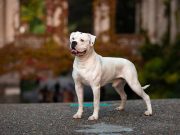Le Bouledogue Américain : caractère et alimentation de la race race de chien Bouledogue Américain