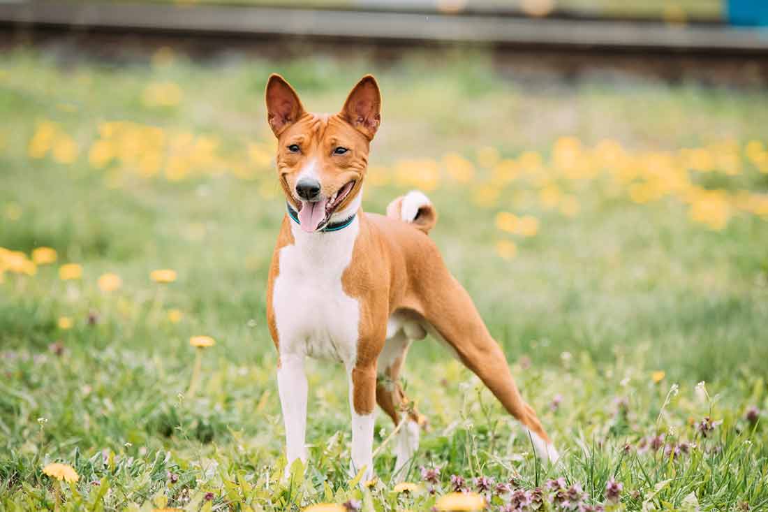 race de chien Basenji