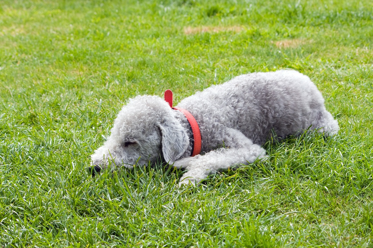 maladie Bedlington Terrier