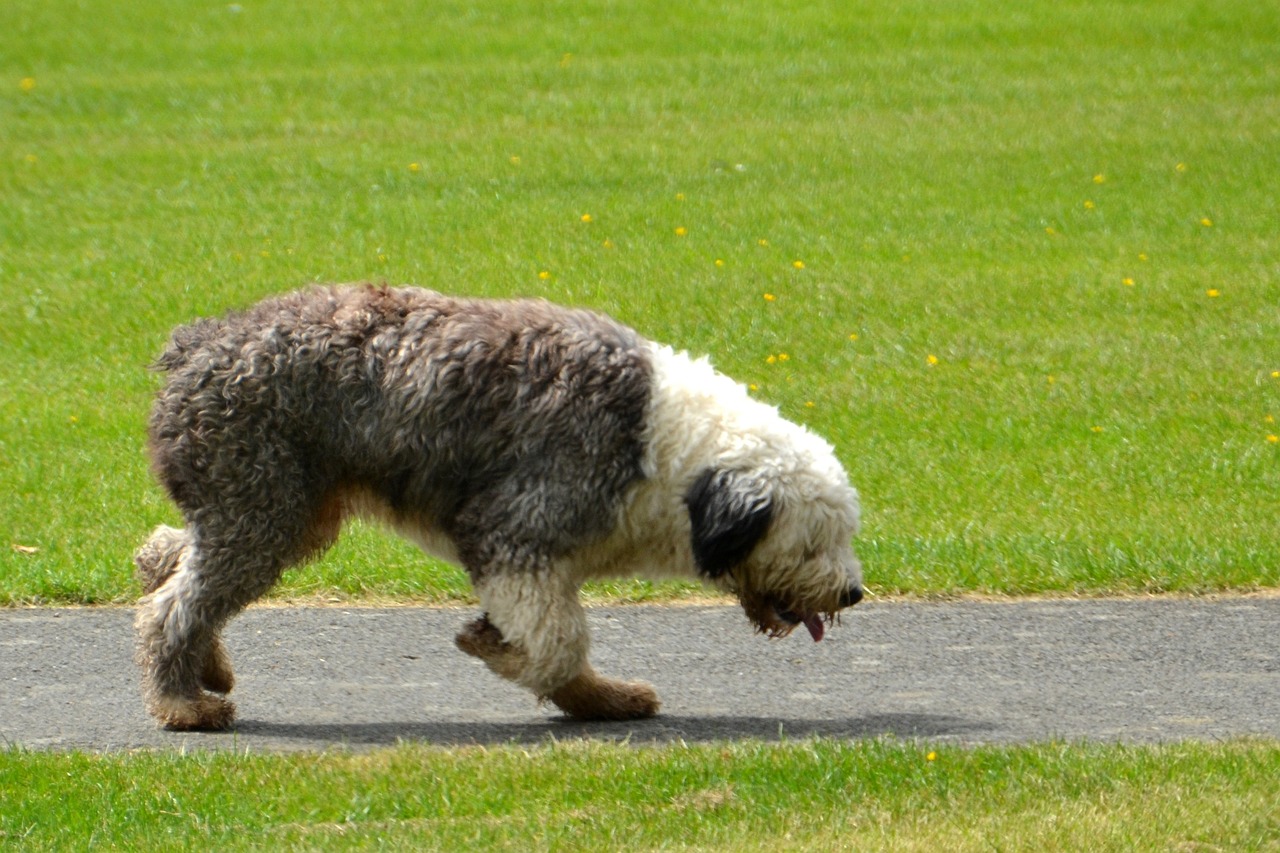 Le Bobtail