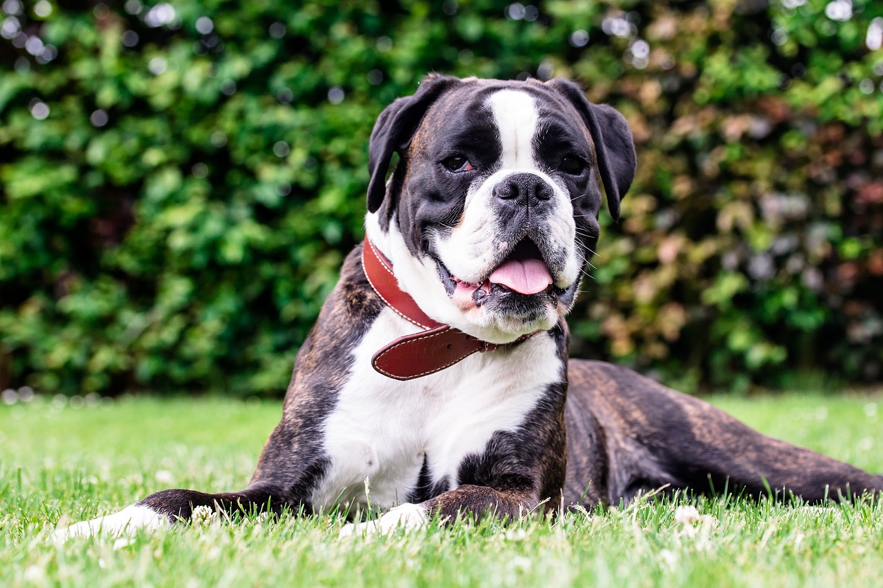 chien Boxer
