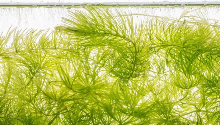 Ceratophyllum submersum ou Cornifle immergé : Tout savoir sur cette plante