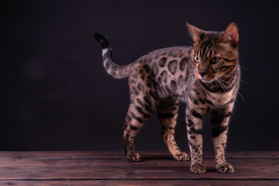 race de chat Bengal