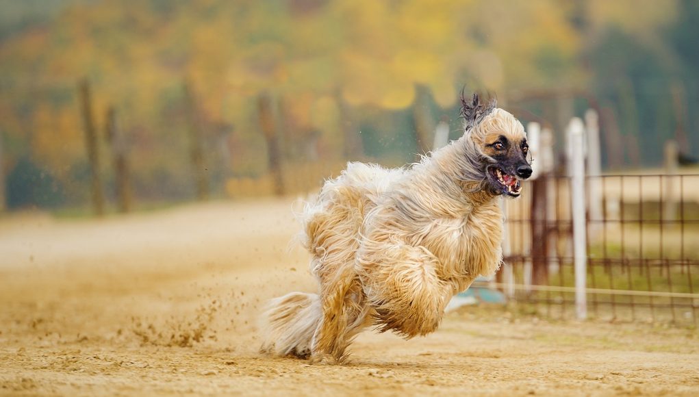 chiens les plus rapides au monde
