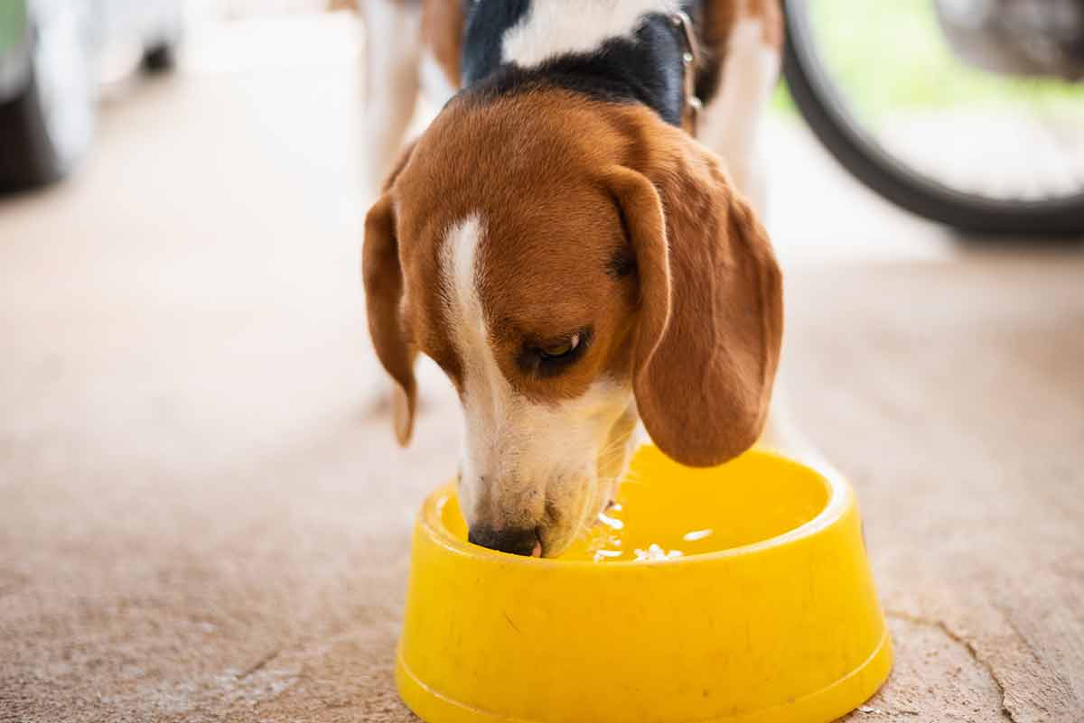 quantité d'eau doit boire un chien chaque jour