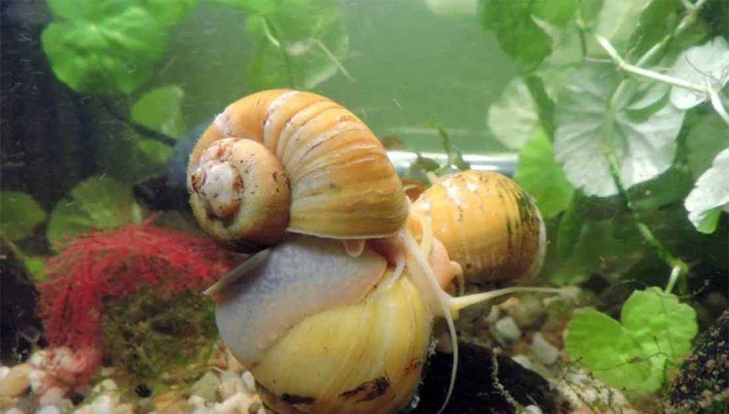 escargots d'aquarium