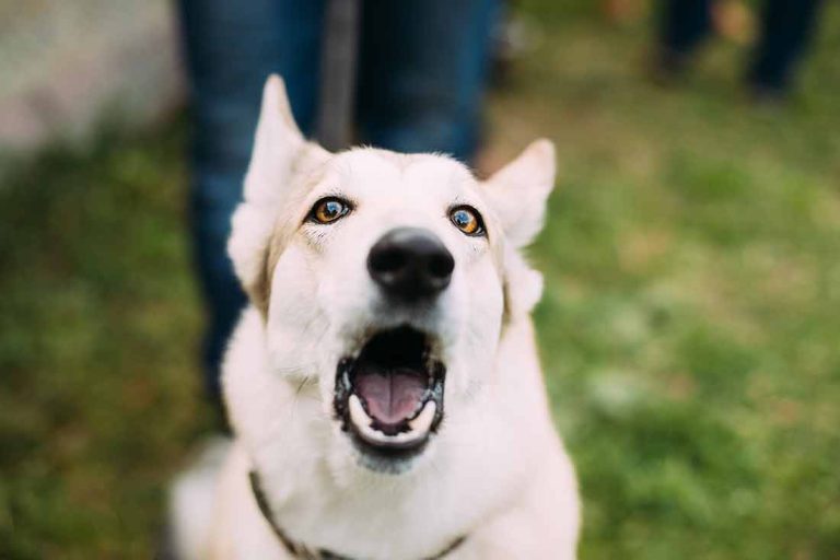 Les faits étonnants sur la communication des animaux