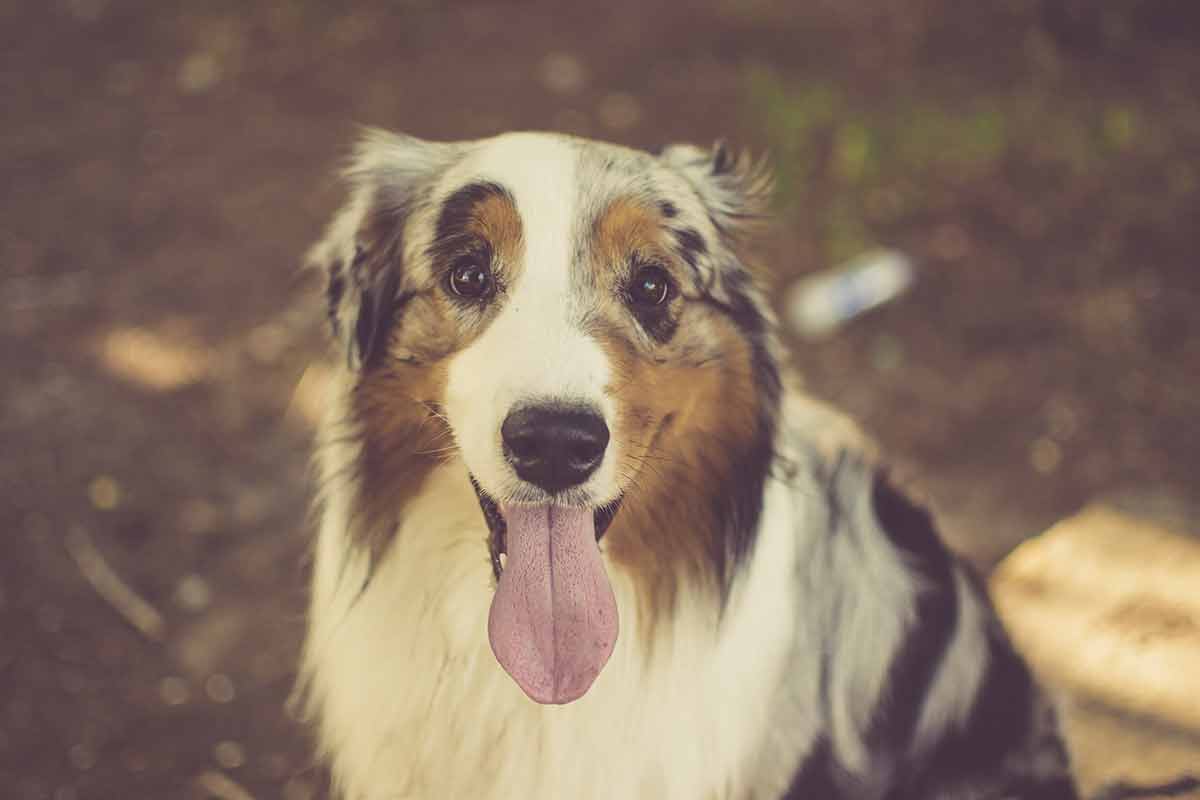 conseils d'un vétérinaire pour que votre chien vive plus longtemps