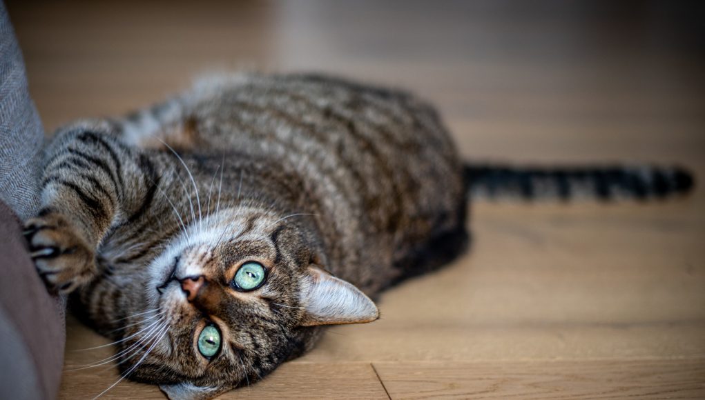 chat qui griffe les meubles