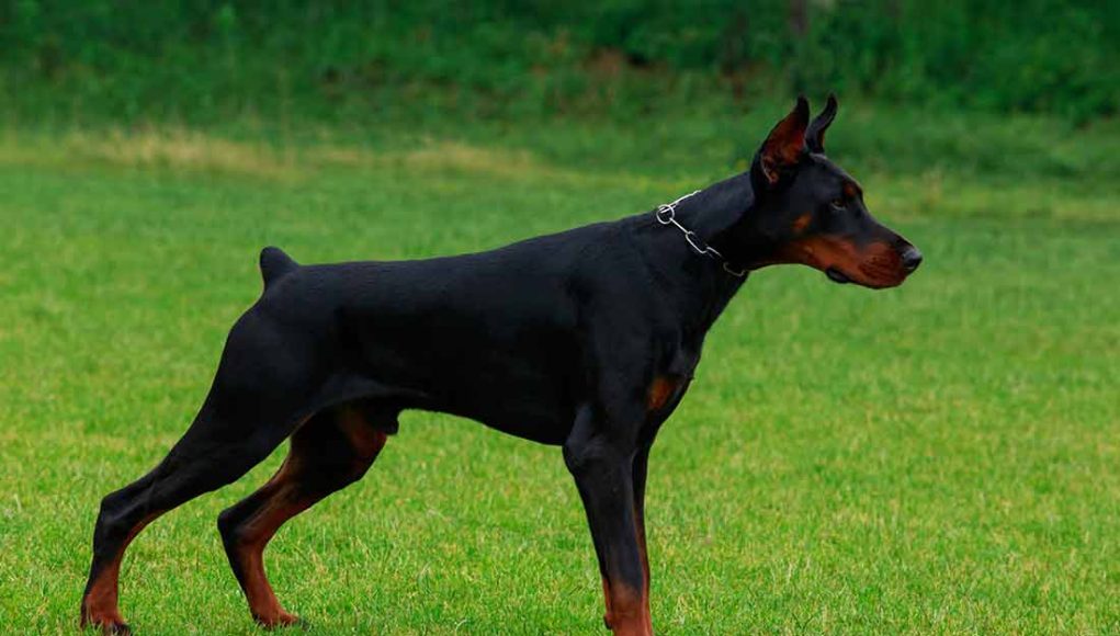 Doberman