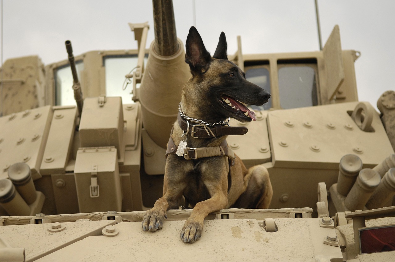 Berger Belge Malinois