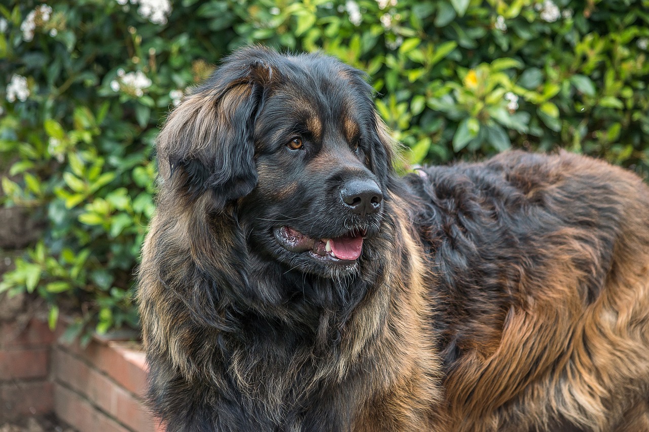 le Leonberger