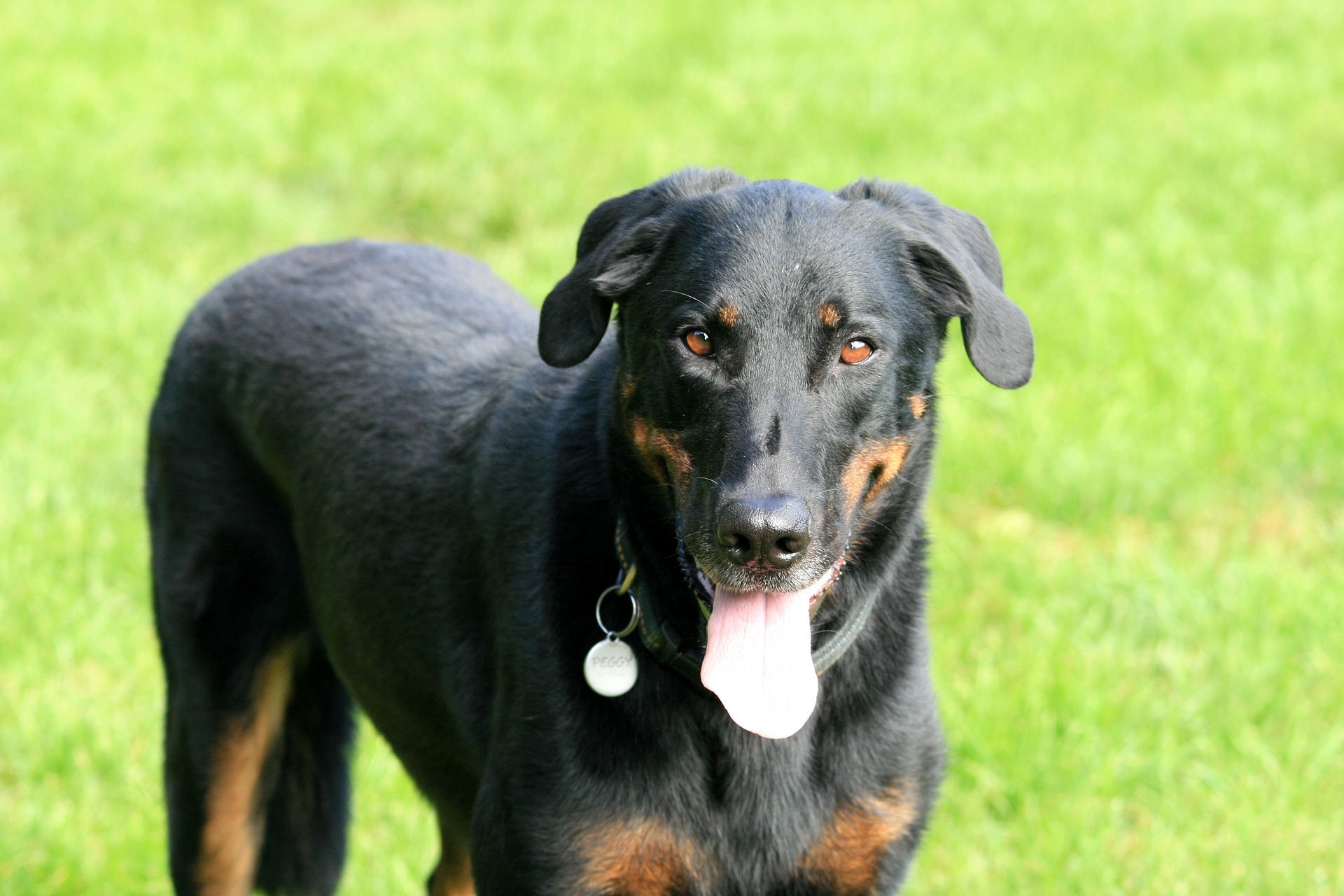 la race du Beauceron