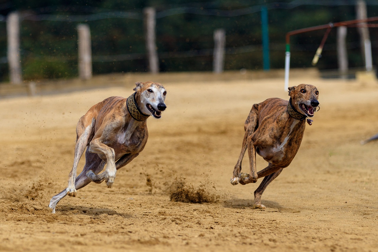 Le Greyhound