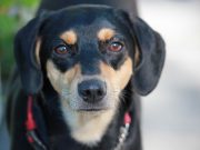 Le Terrier de Manchester : caractère et alimentation de la race Terrier de Manchester