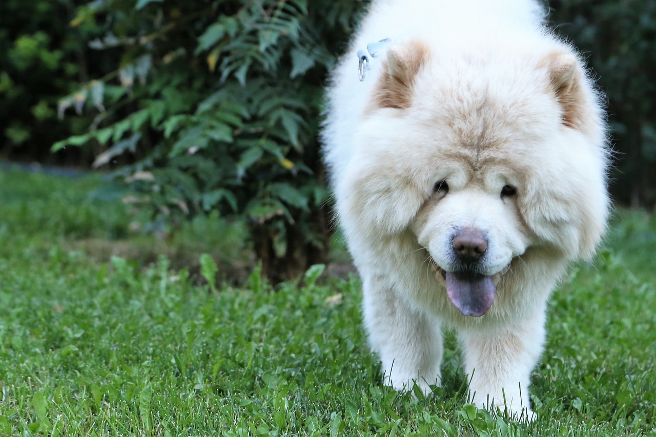 chow chow