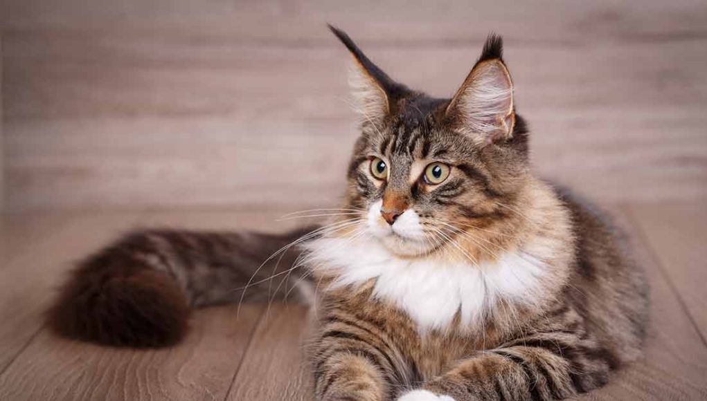 Le Maine Coon Caractère et alimentation de la race Le monde des animaux