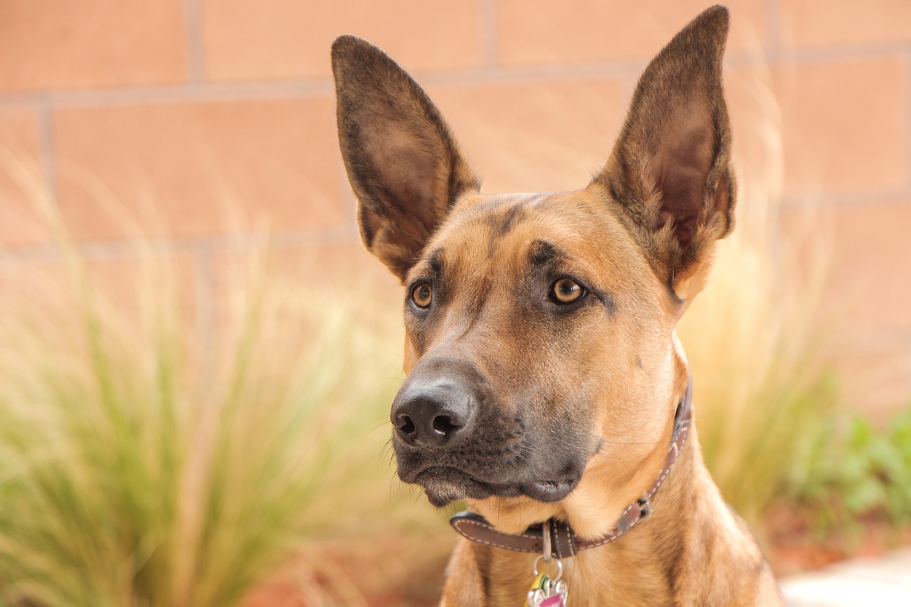 physique du Berger Belge Malinois