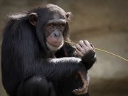 Les 5 animaux les plus intelligents au monde animaux intelligent