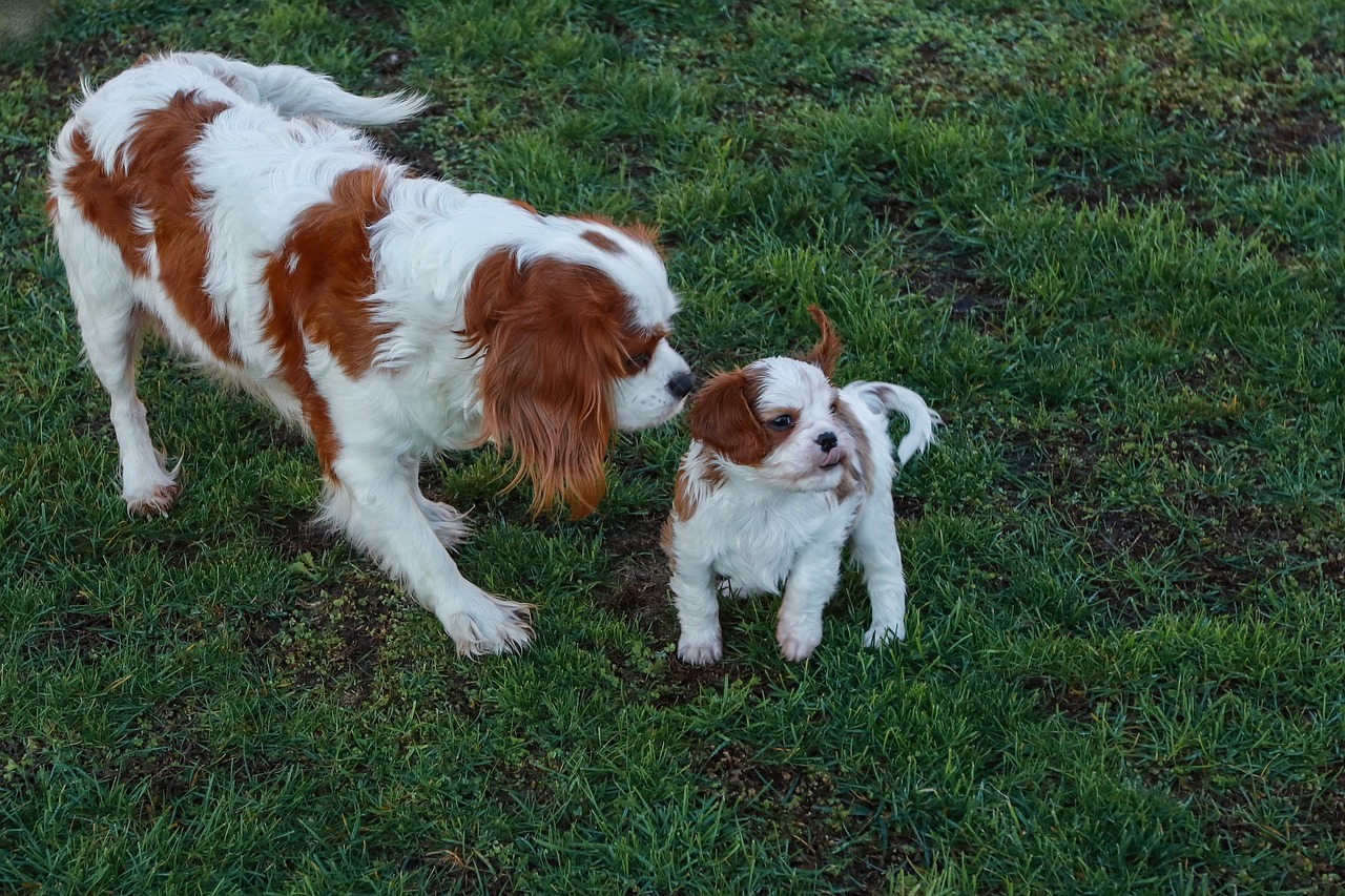 Cavalier King Charles Spaniel