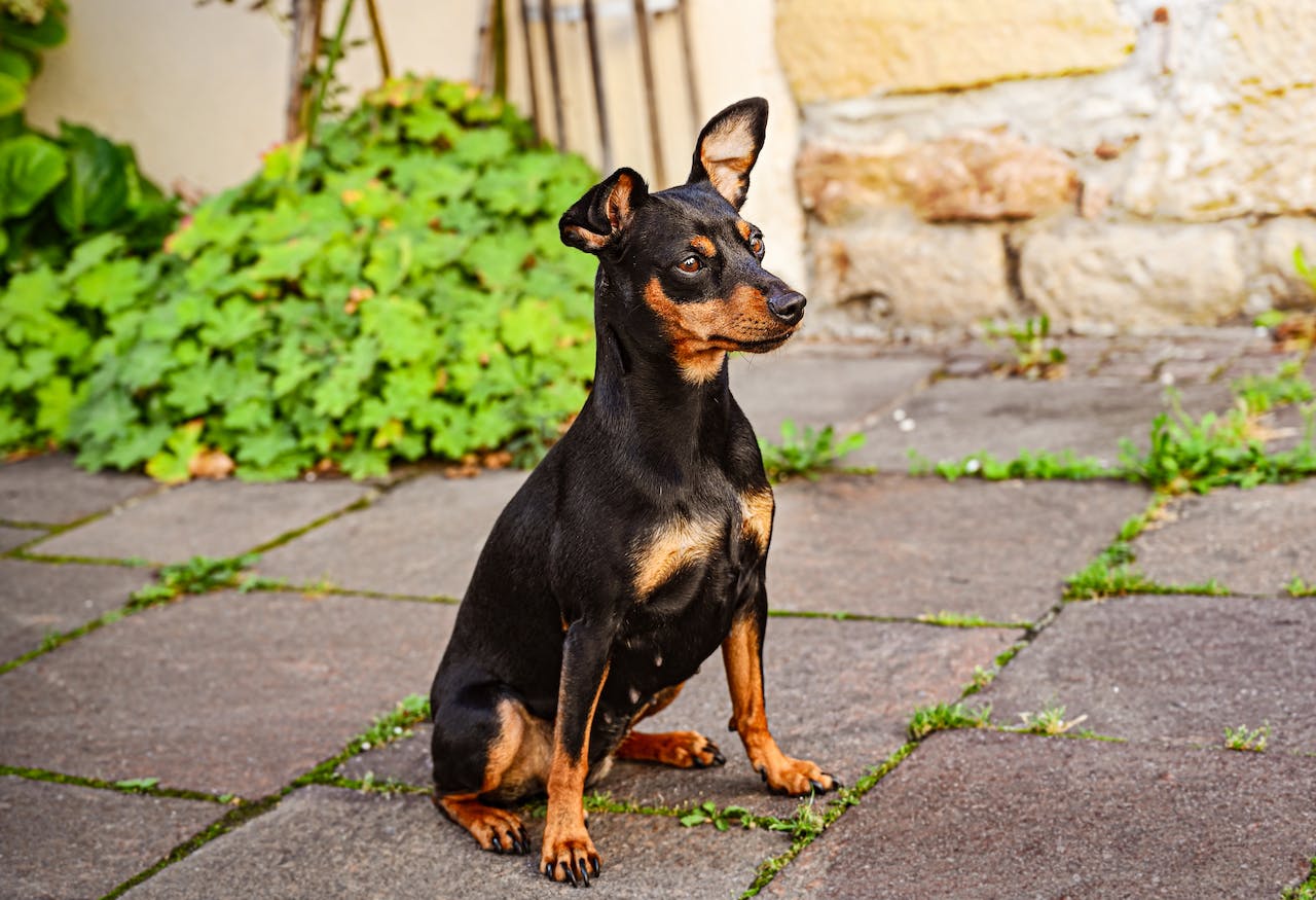 Pinscher nain