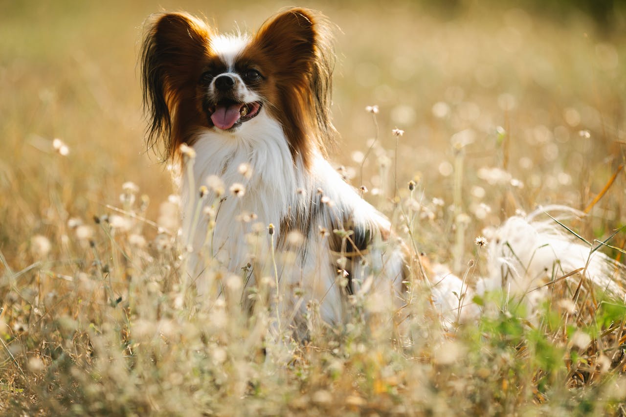 L'Epagneul Papillon