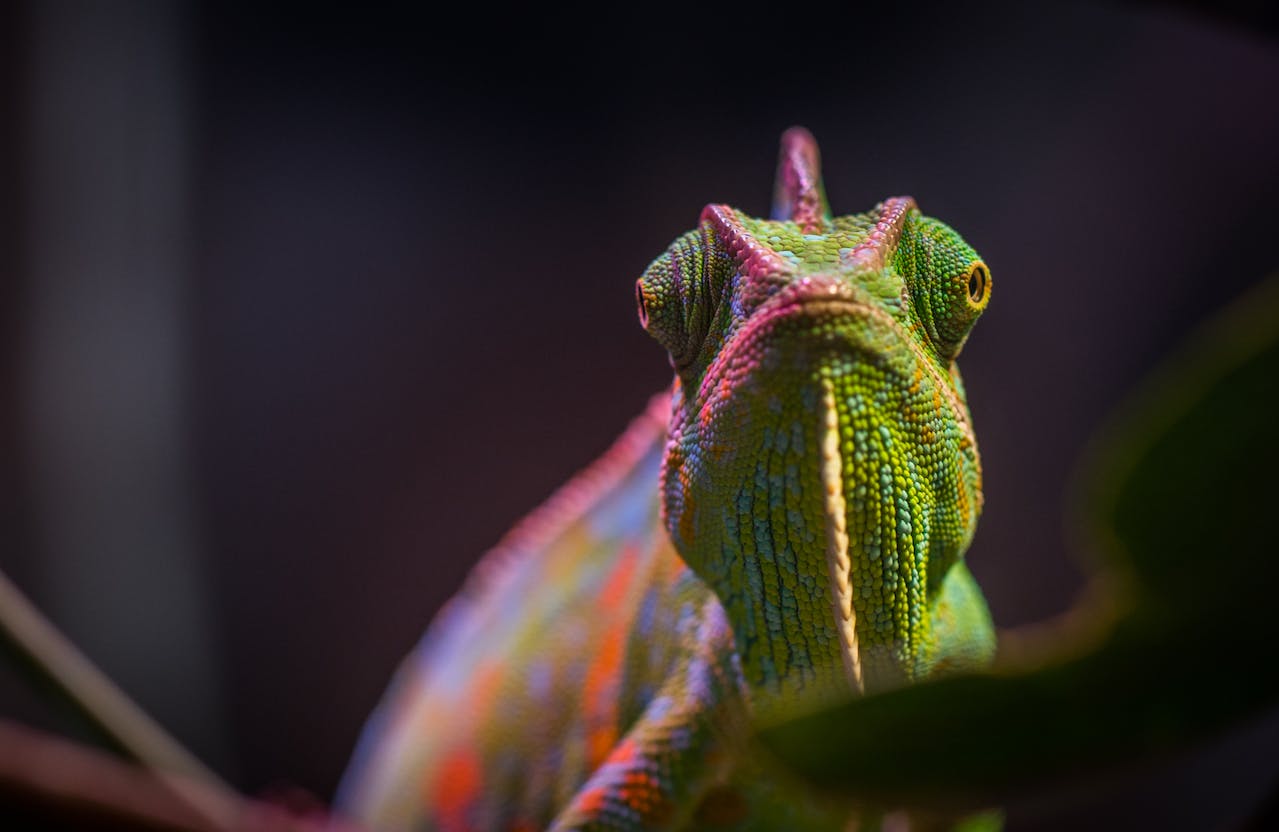 caméléon