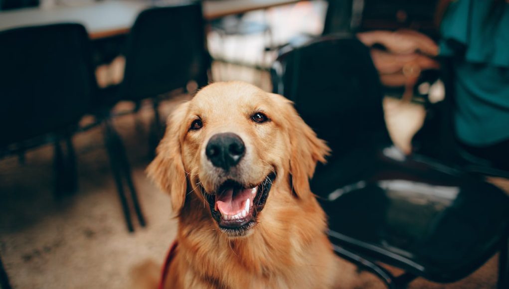 expression faciale du chien