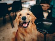 Comment discerner les expressions faciales de son chien ? expression faciale du chien