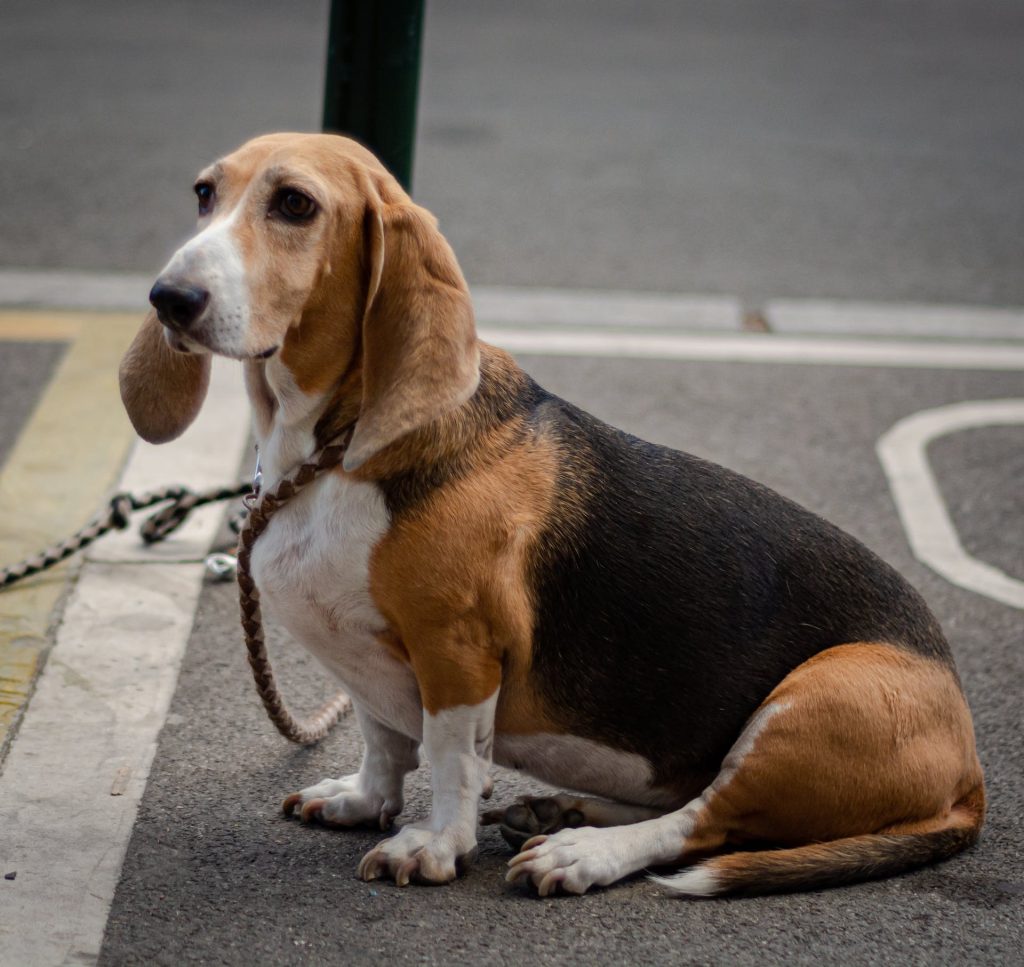 caractère Basset Hound