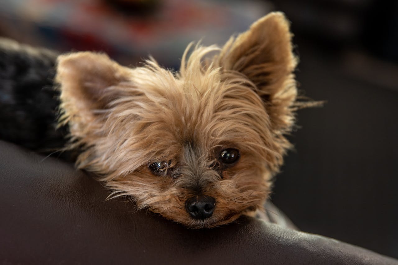 Le Norfolk Terrier