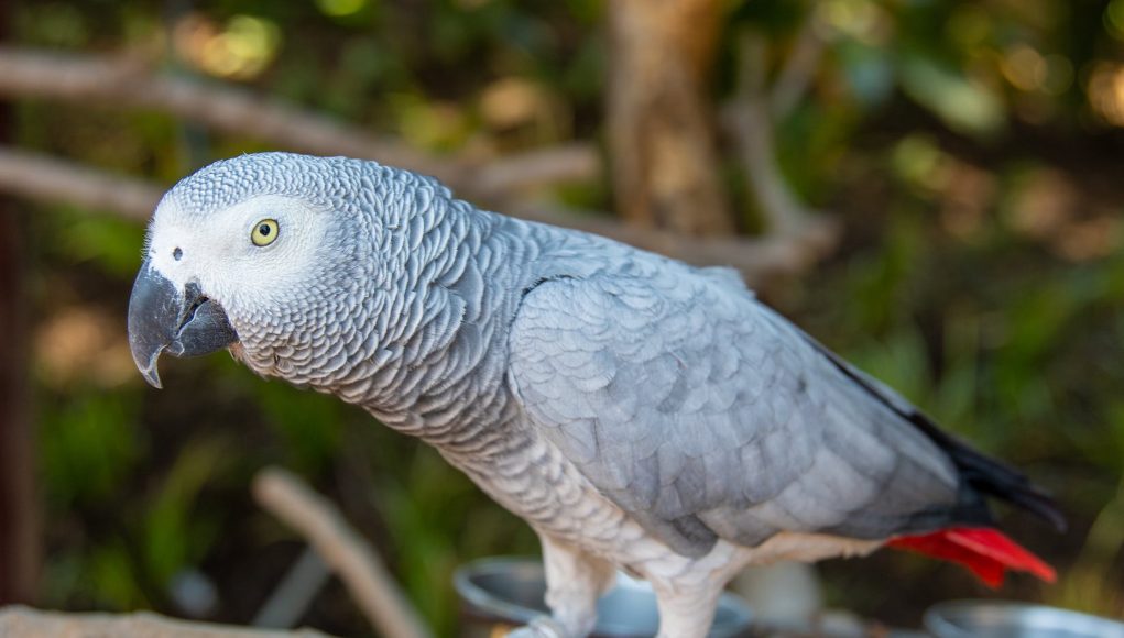 perroquet a retrouvé son propriétaire
