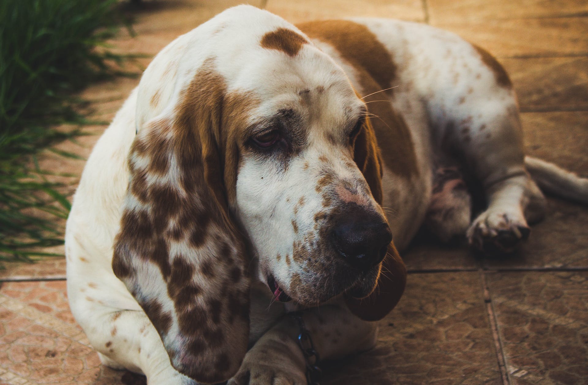 Basset Hound