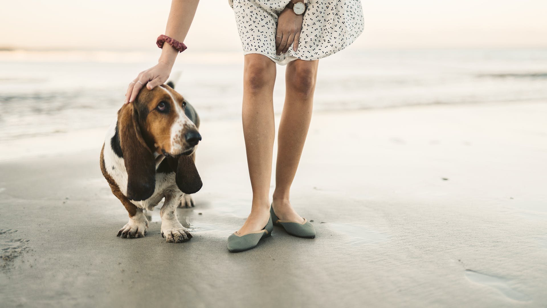 Basset Hound et son maître