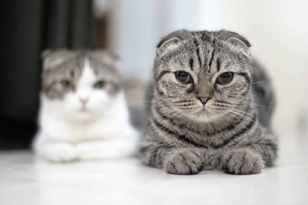 chat Scottish Fold