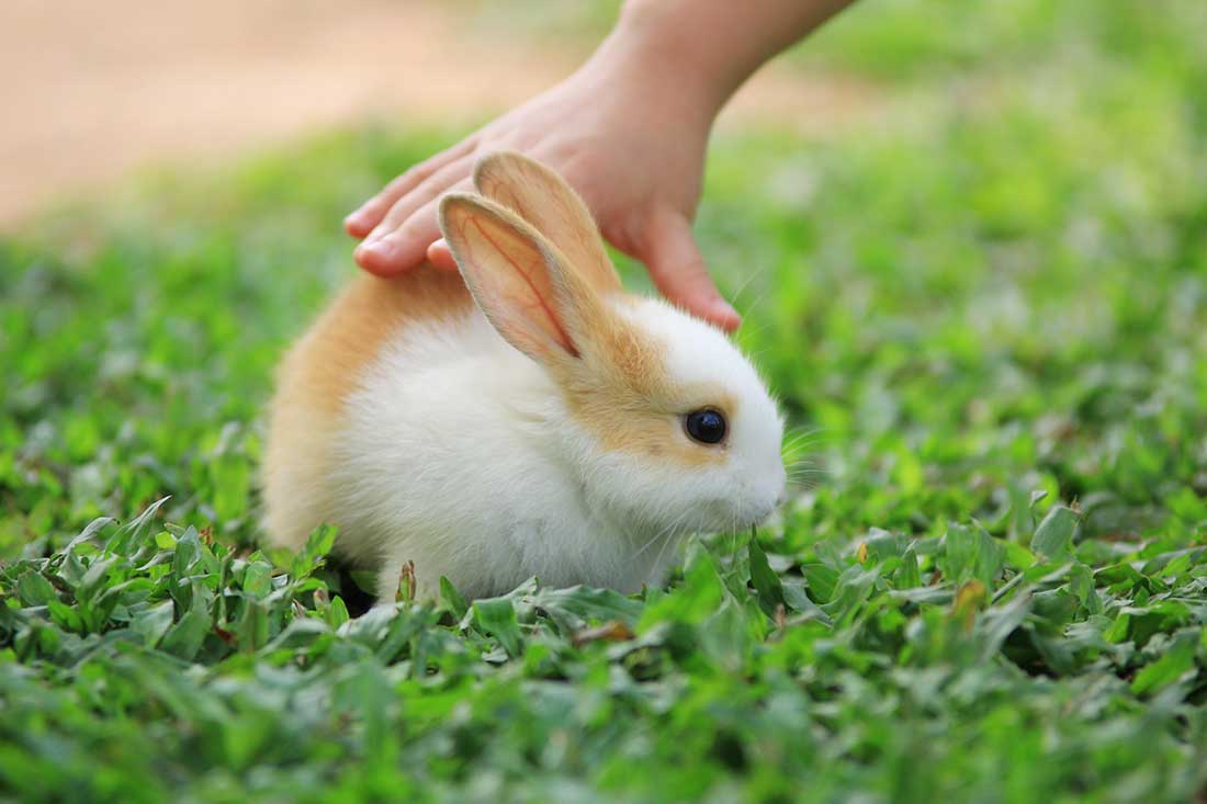 Lapin Nain Taille Adulte