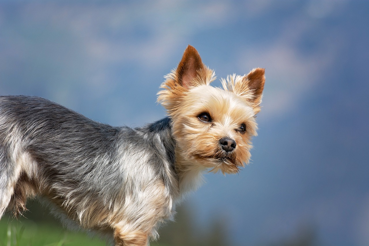 Le Yorkshire Terrier