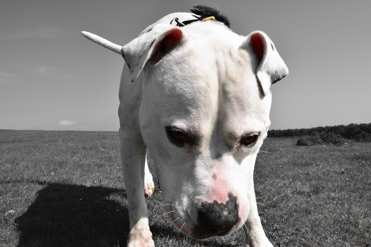 description bouledogue américain