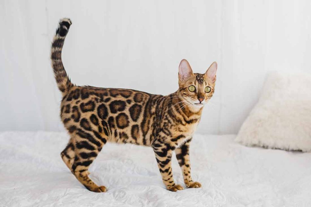 Bengal