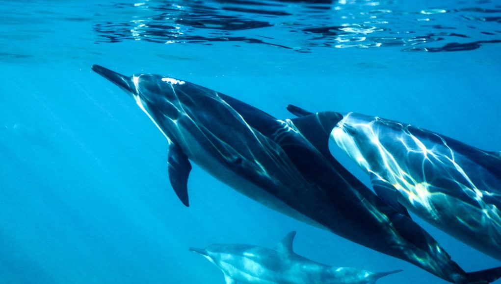 dauphins