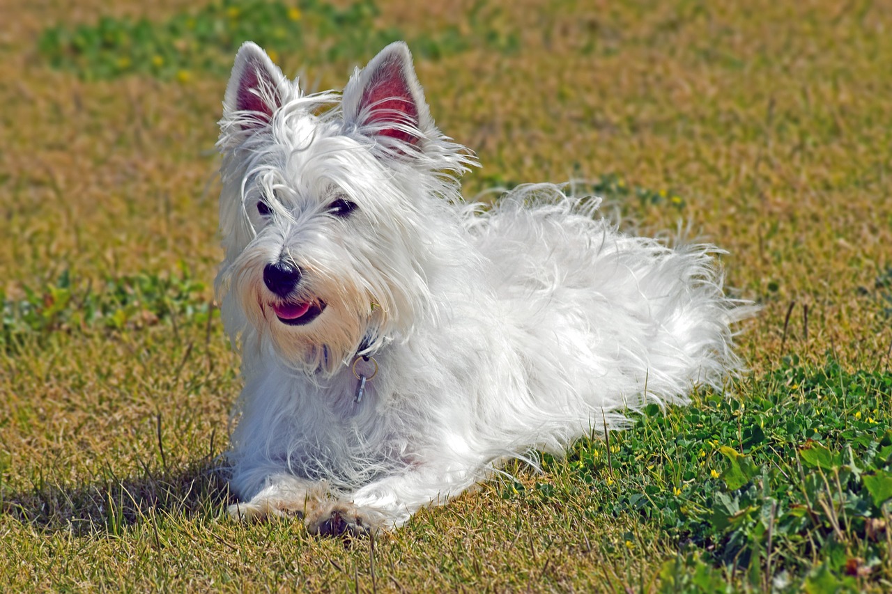 West Highland White Terrier