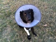 8 maladies rares que l’on trouve chez les chiens chien atteint de maladie rare