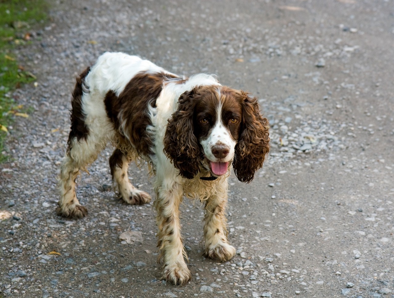 Springer Anglais