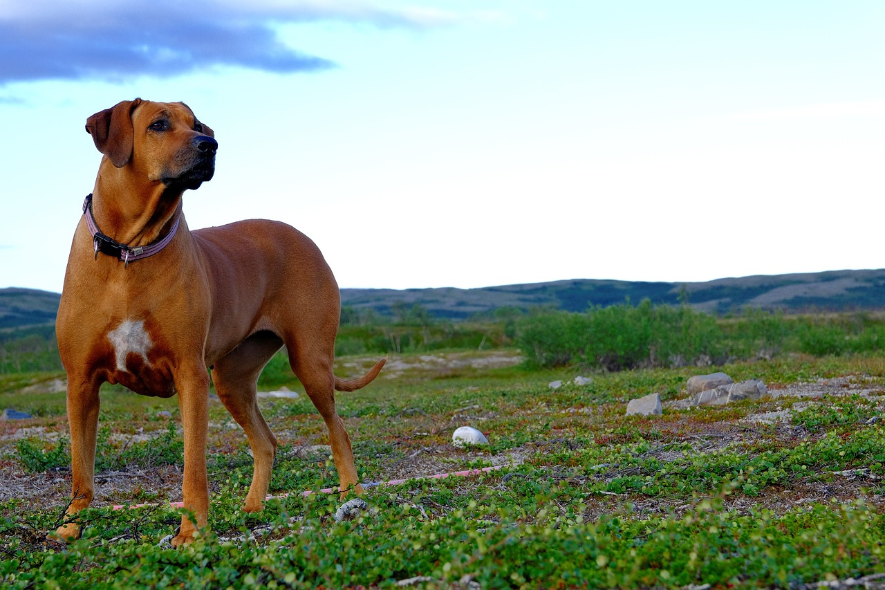 le Rhodesian Ridgeback